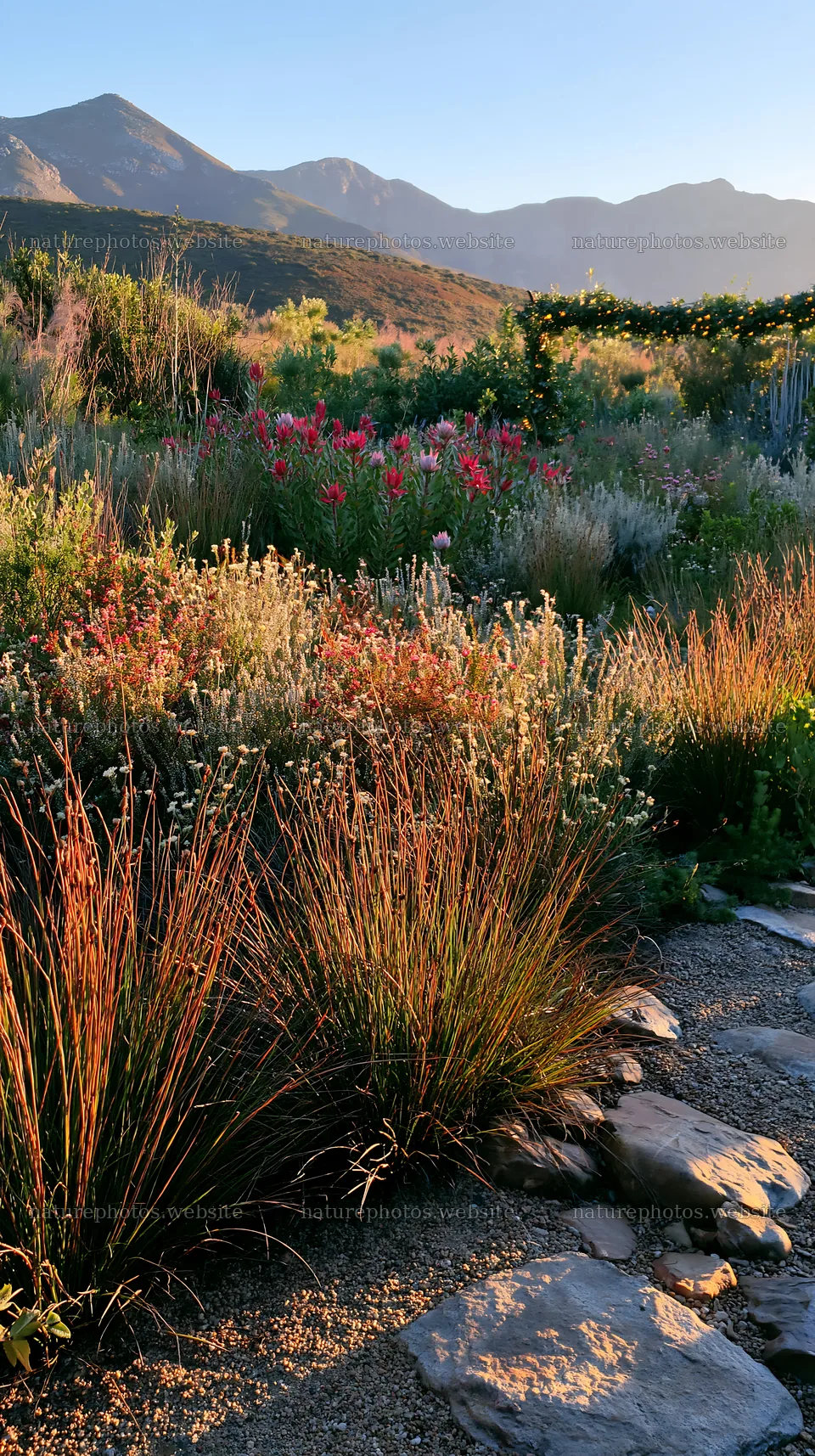 Expansive meadow with drought tolerant plants and garland – nature photos 5938x10608