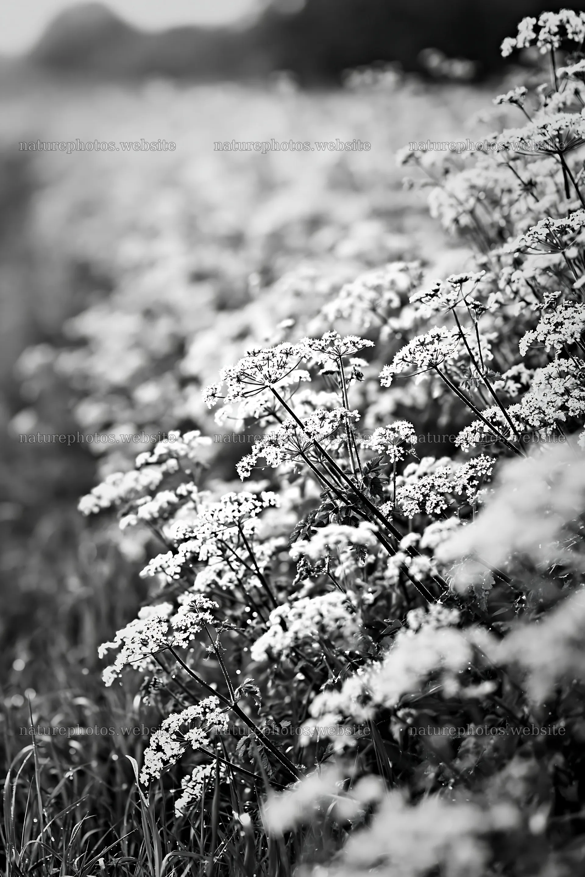 Cow parsley meadow with abundant white flowers and green grass – nature photos 6480x9722