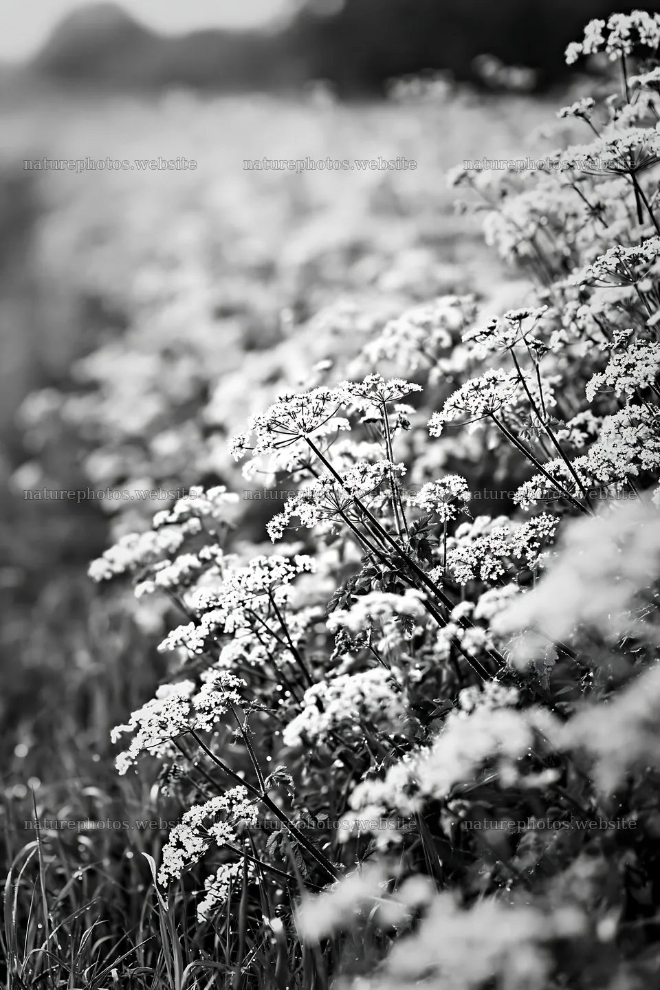 Cow parsley meadow with abundant white flowers and green grass – nature photos 6480x9722