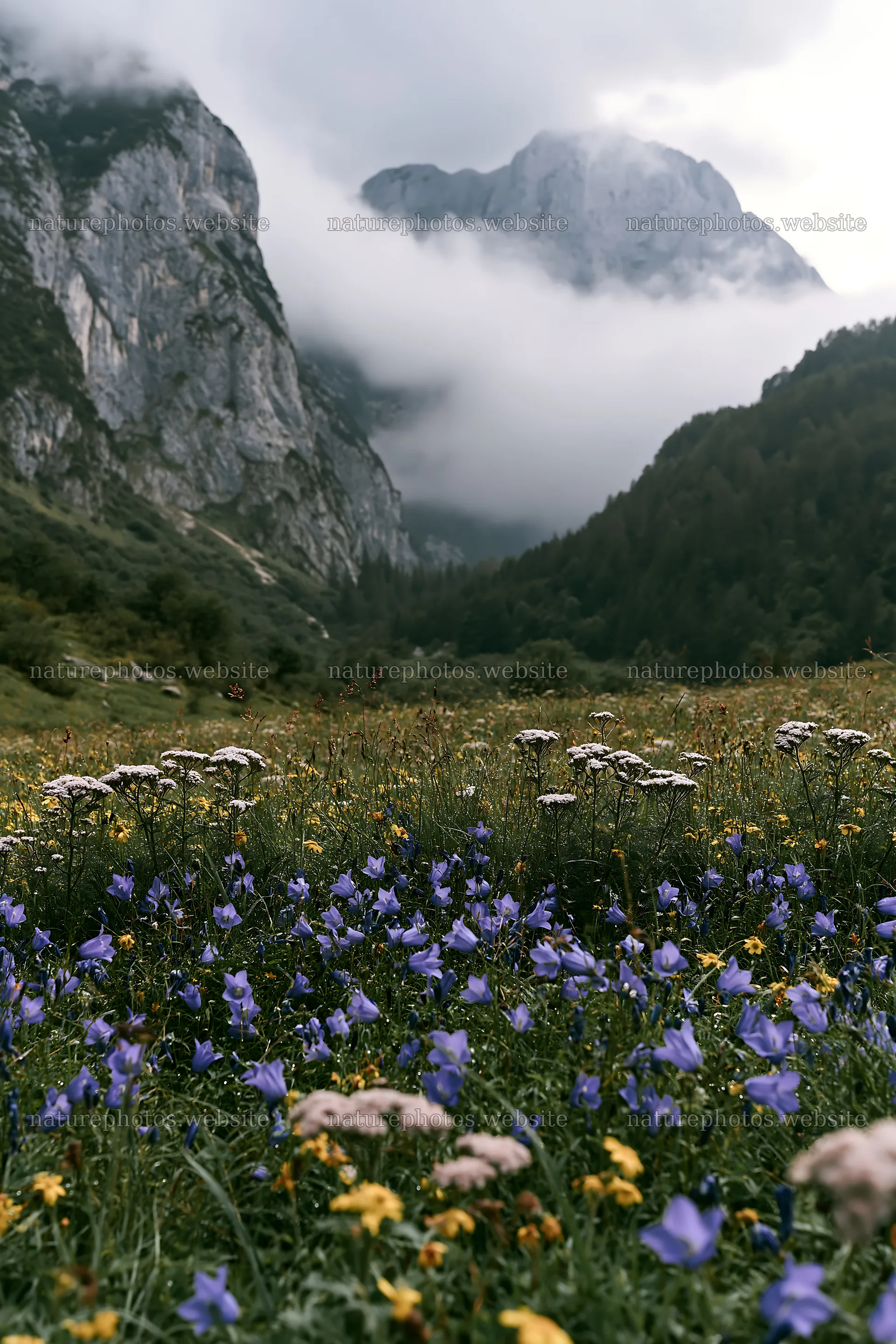 Meadow beneath crags with flowers and mountains in the background – nature photos 6480x9722