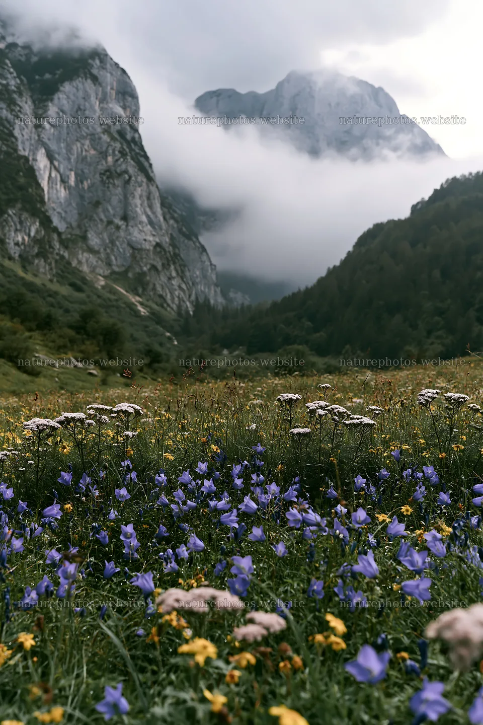 Meadow beneath crags with flowers and mountains in the background – nature photos 6480x9722