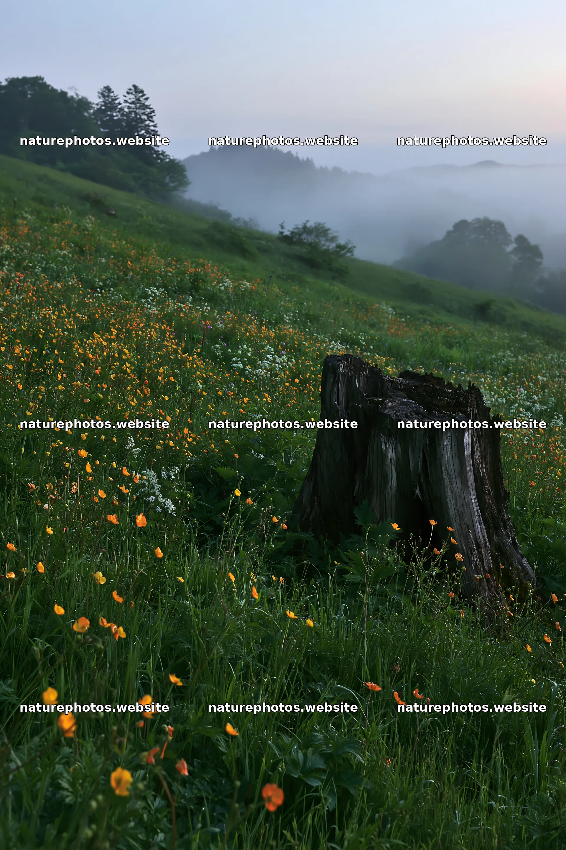 Fukushima native meadow with weathered stump in early morning – nature photos 6480x9722