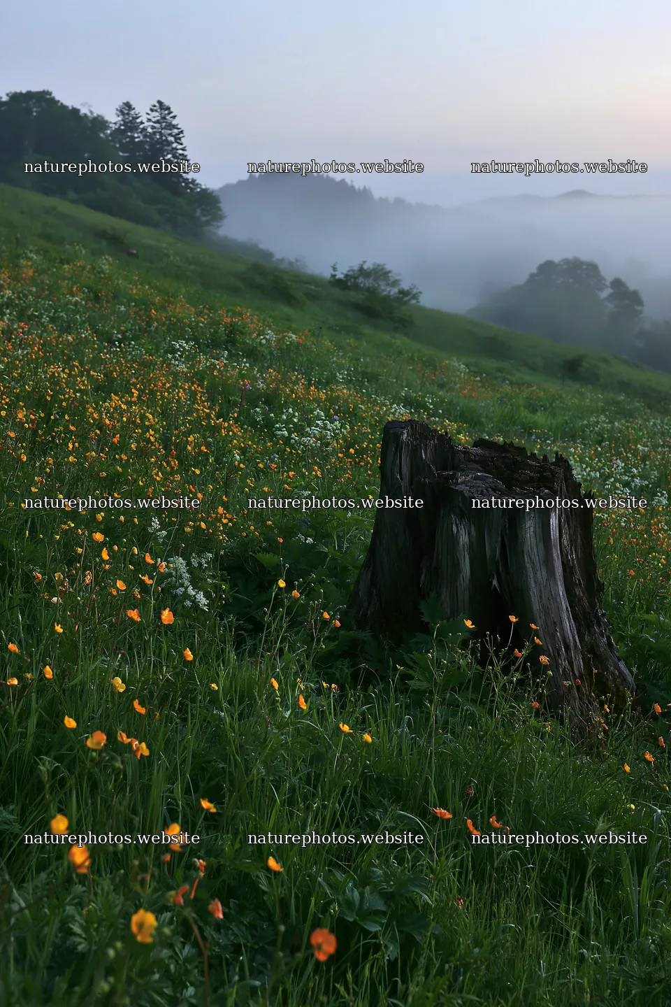 Fukushima native meadow with weathered stump in early morning – nature photos 6480x9722