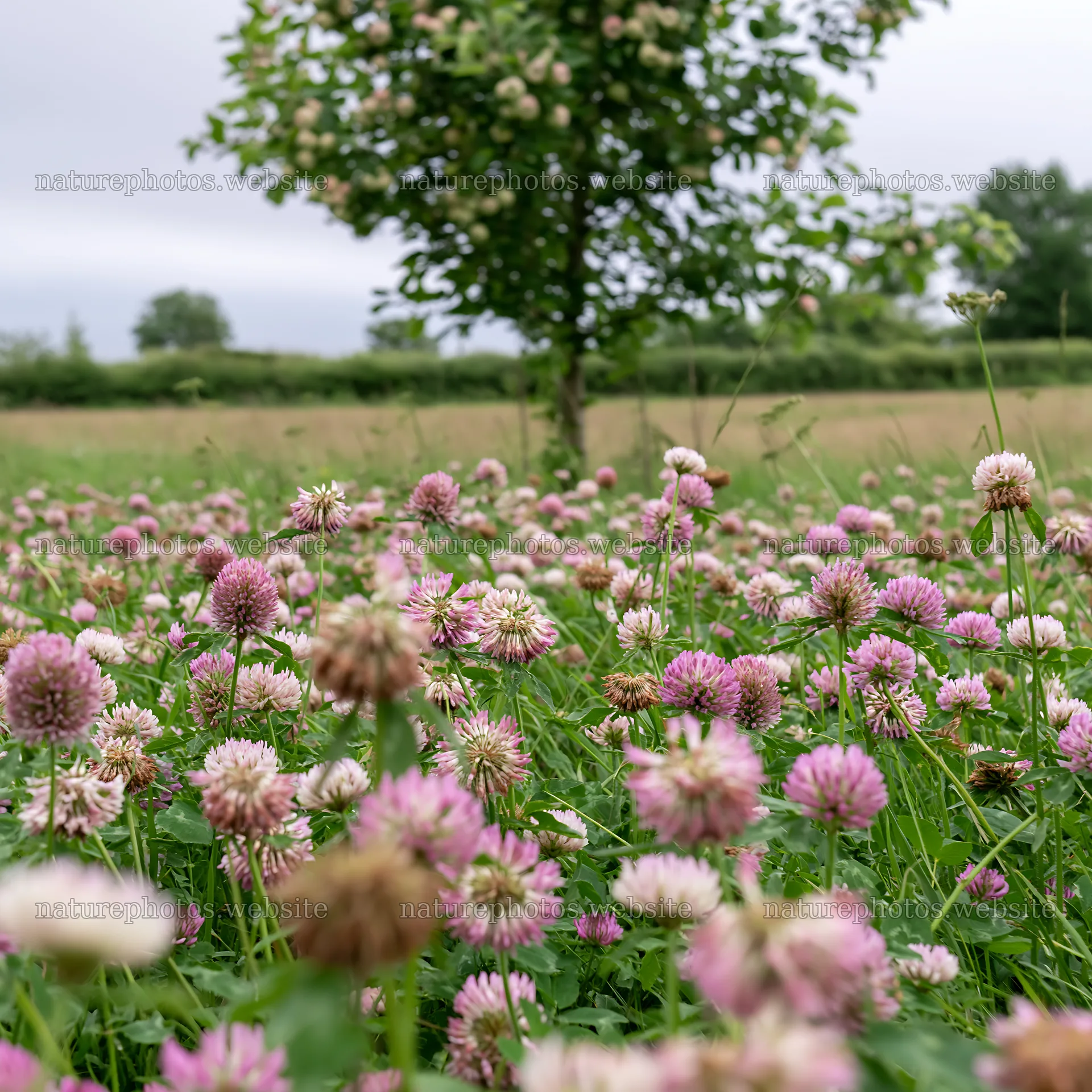 Clover apple meadow with blooming wildflowers and a tree – nature photos 7938x7938