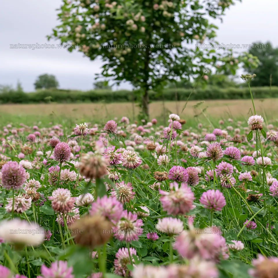 Clover apple meadow with blooming wildflowers and a tree – nature photos 7938x7938