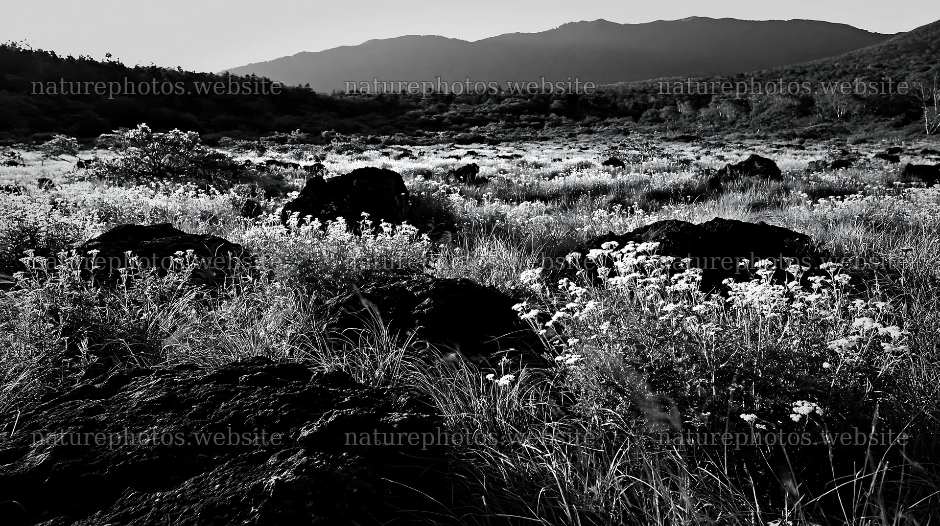 Yamanashi regenerative meadow with basalt stones under sunlight – nature photos 10608x5938
