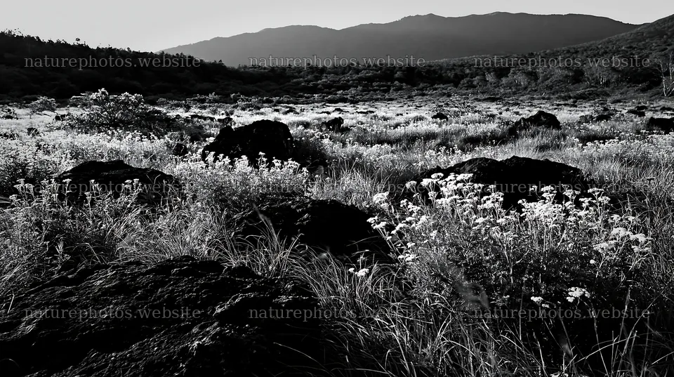 Yamanashi regenerative meadow with basalt stones under sunlight – nature photos 10608x5938