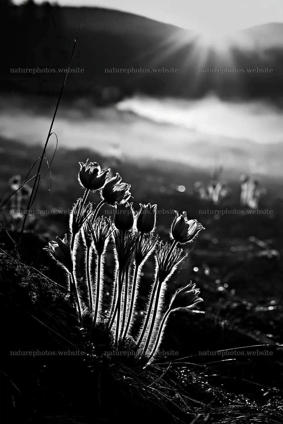 Snowdrift meadow at sunset with silhouettes of flowers – nature photos 6480x9722