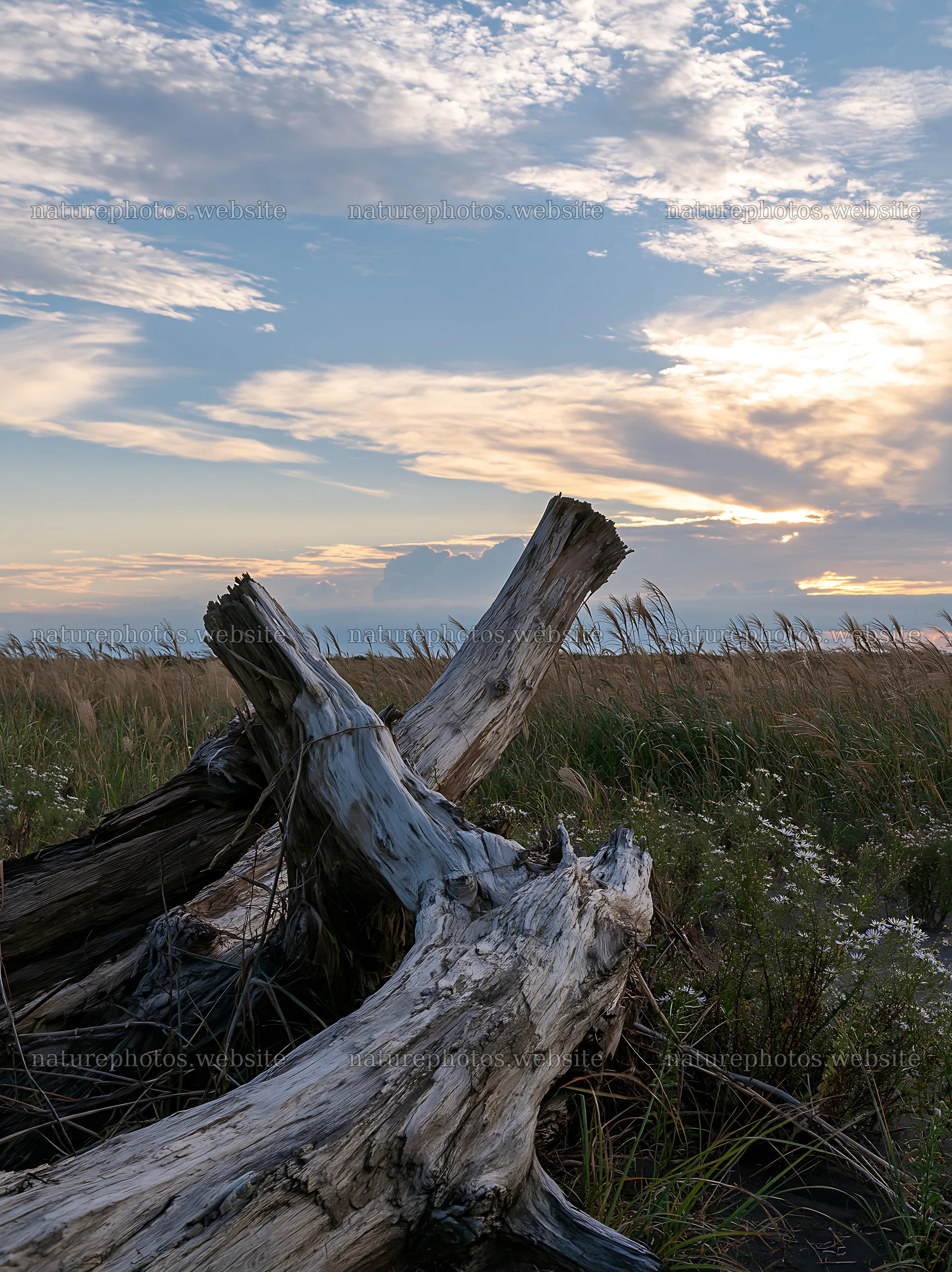 Chiba coastal climate meadow with driftwood in the foreground – nature photos 6866x9174