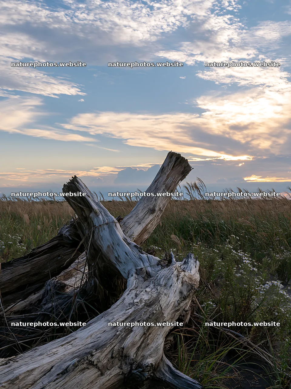 Chiba coastal climate meadow with driftwood in the foreground – nature photos 6866x9174
