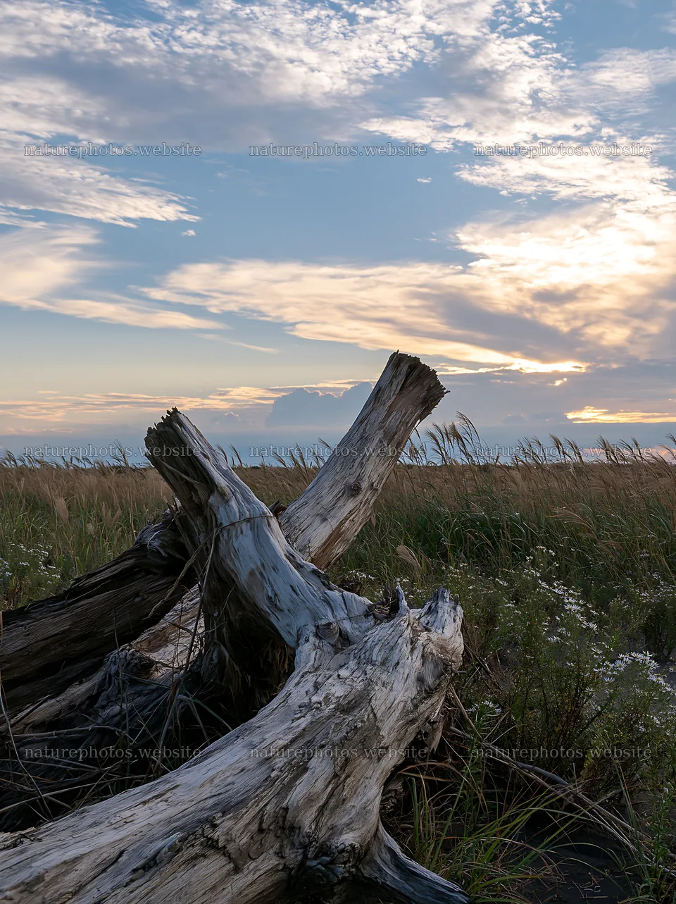 Chiba coastal climate meadow with driftwood in the foreground – nature photos 6866x9174