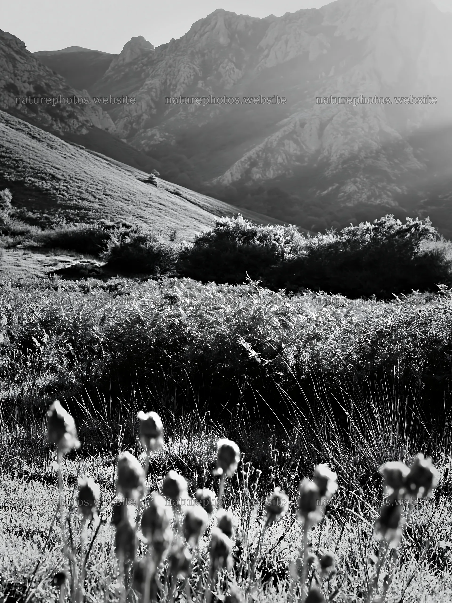Picos de Europa meadow with sunrays and mountain backdrop – nature photos 6866x9174