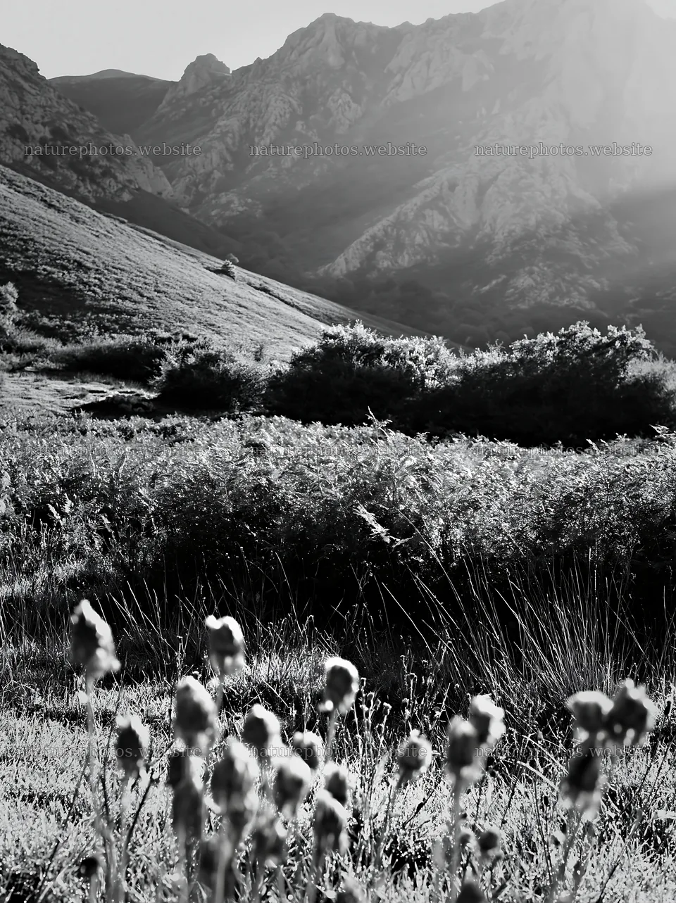 Picos de Europa meadow with sunrays and mountain backdrop – nature photos 6866x9174