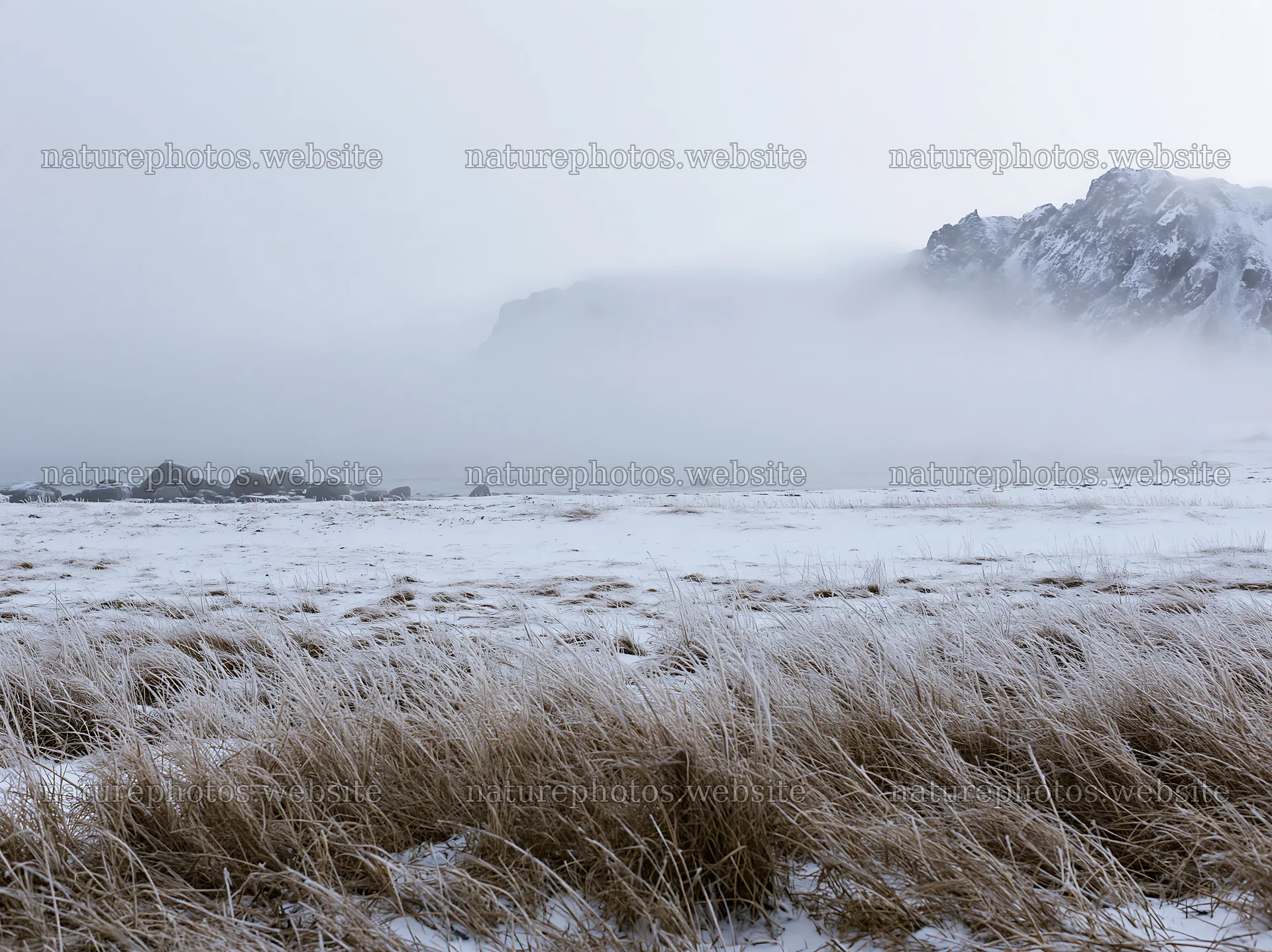 Lofoten coastal meadow covered in winter snow and fog – nature photos 9174x6866