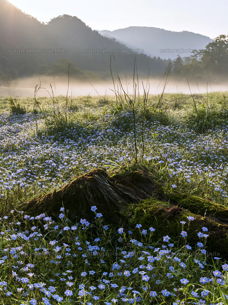 Gifu low carbon meadow with mossy log in morning light – nature photos 6866x9174