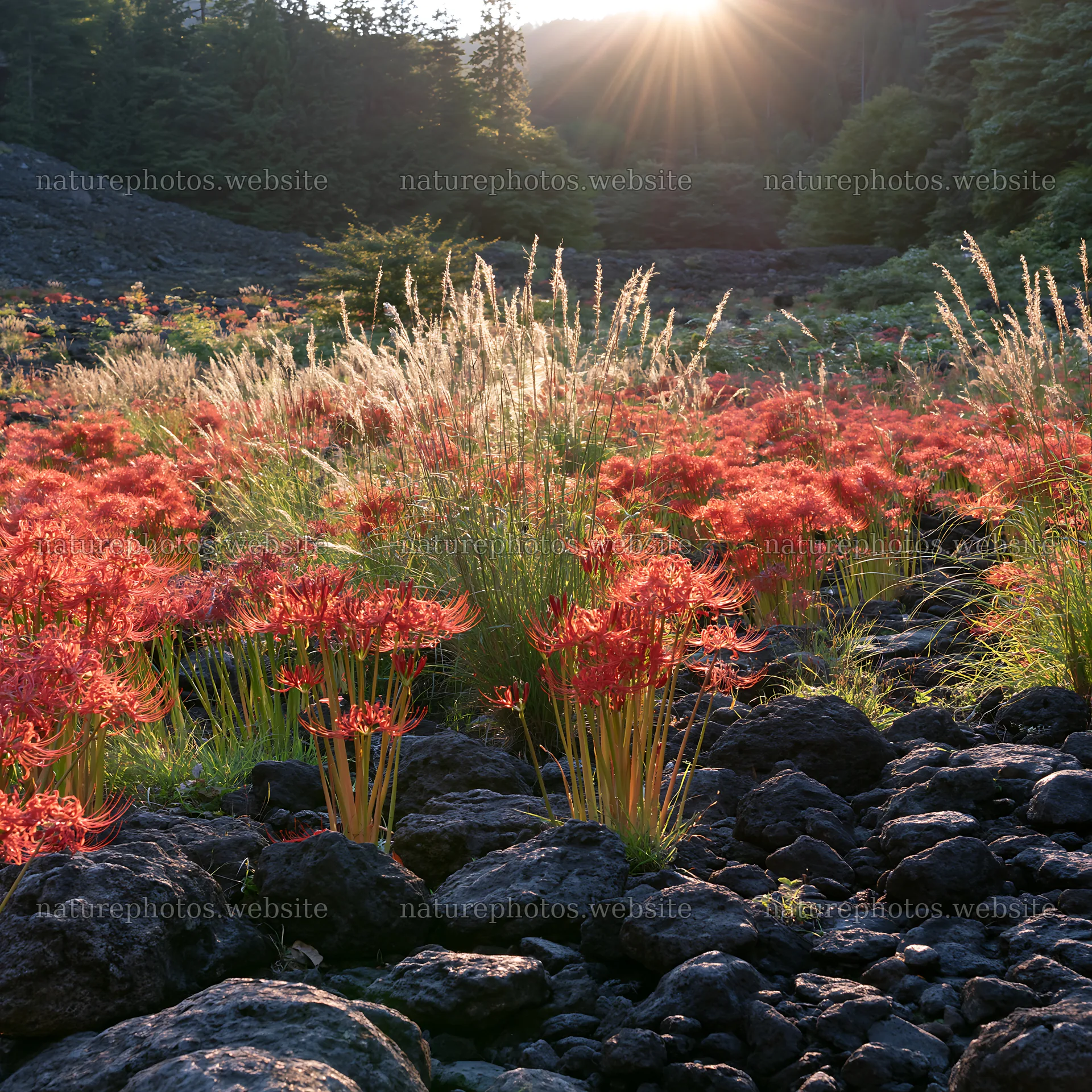 Kanagawa heat resilient meadow volcanic stones showcase flowers – nature photos 7938x7938