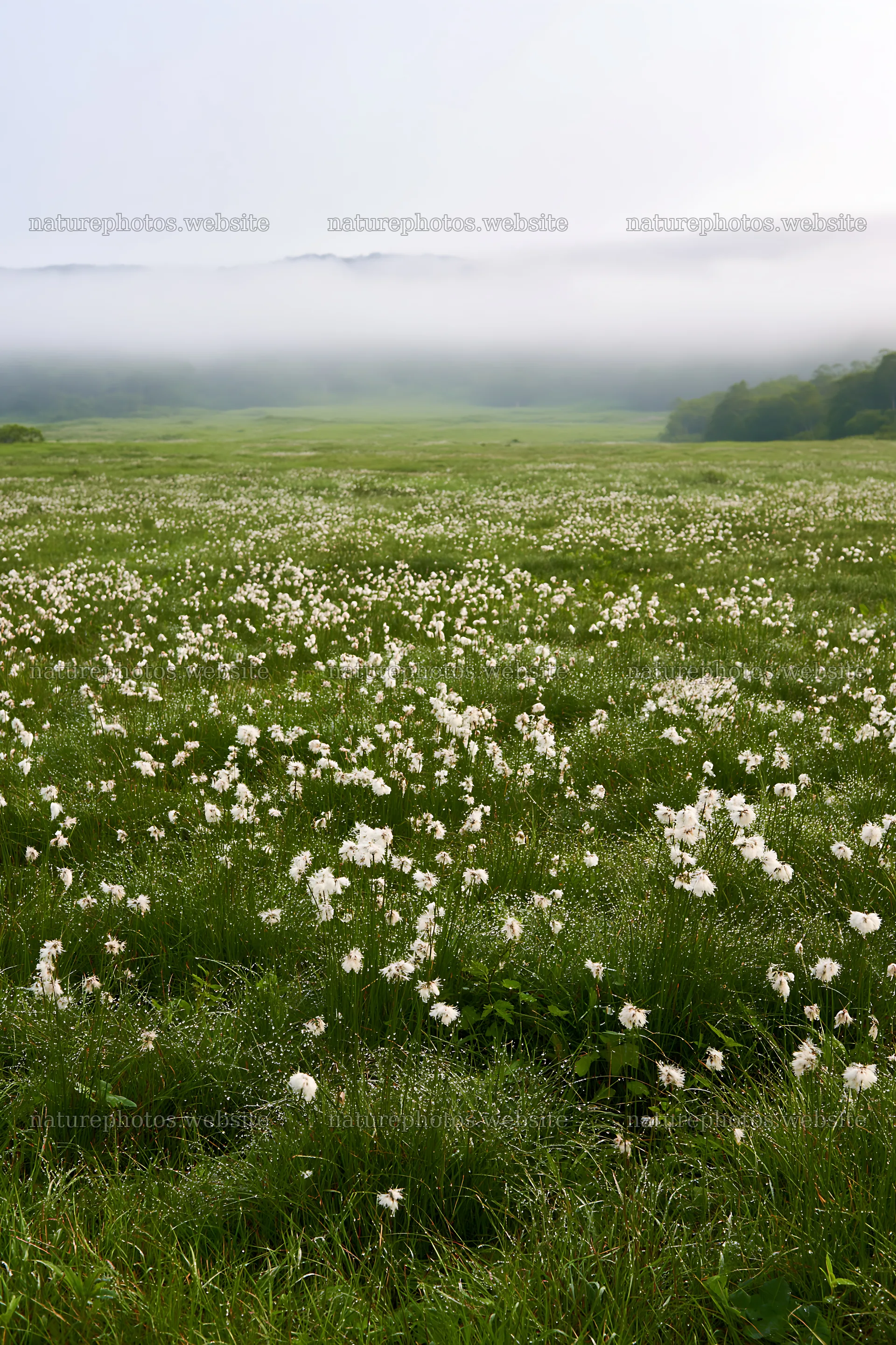 Expansive Hokkaido restoration meadow with dewdrops – nature photos 6480x9722