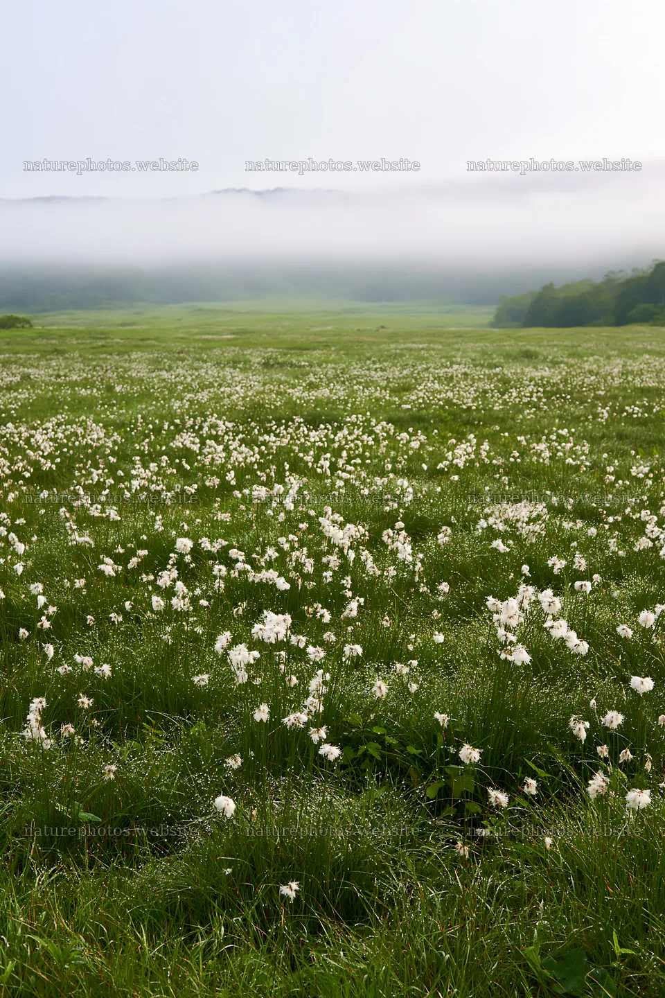 Expansive Hokkaido restoration meadow with dewdrops – nature photos 6480x9722