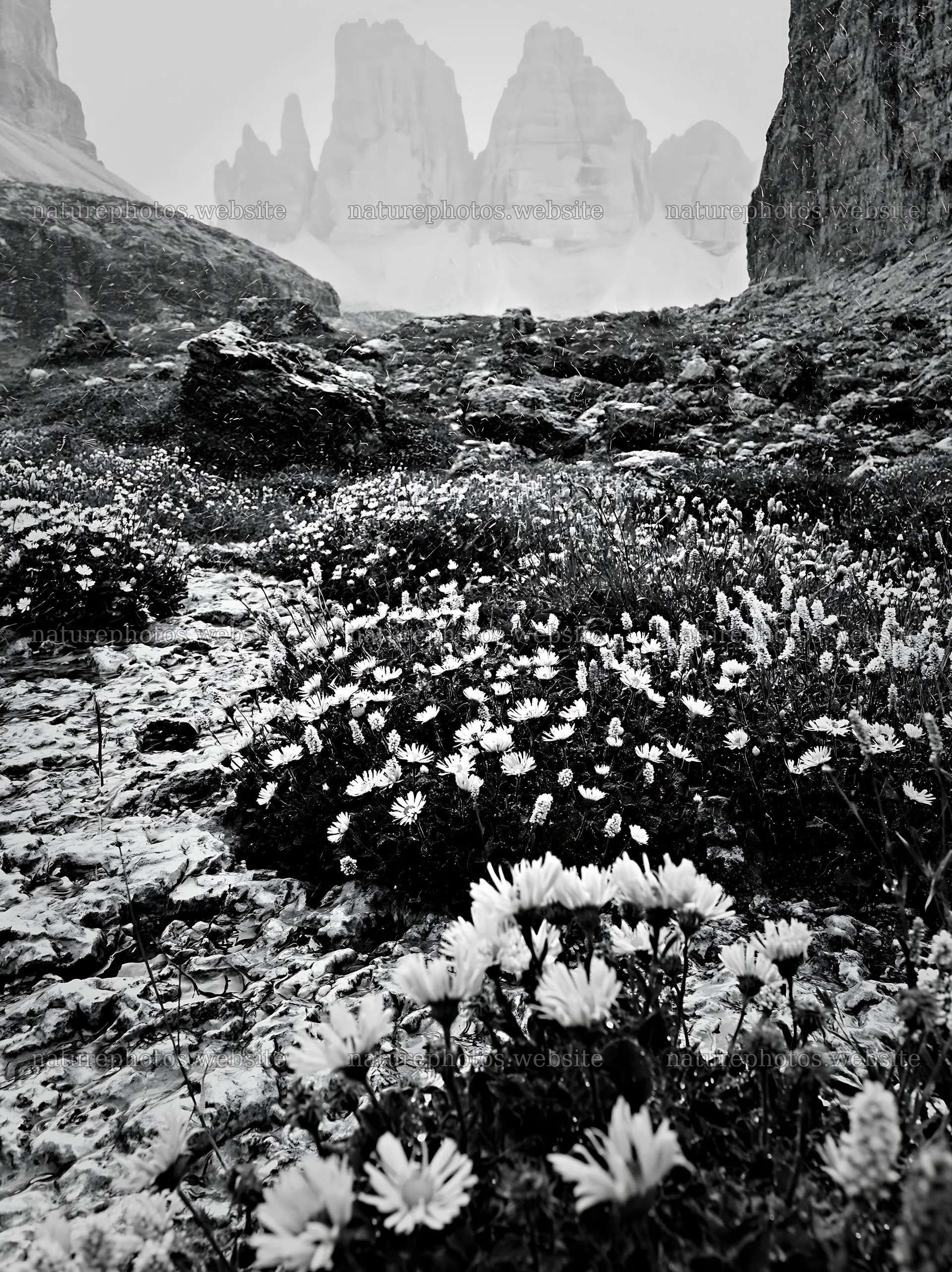 Climate-resilient meadow with blooming flowers and rocky cliffs – nature photos 6866x9174