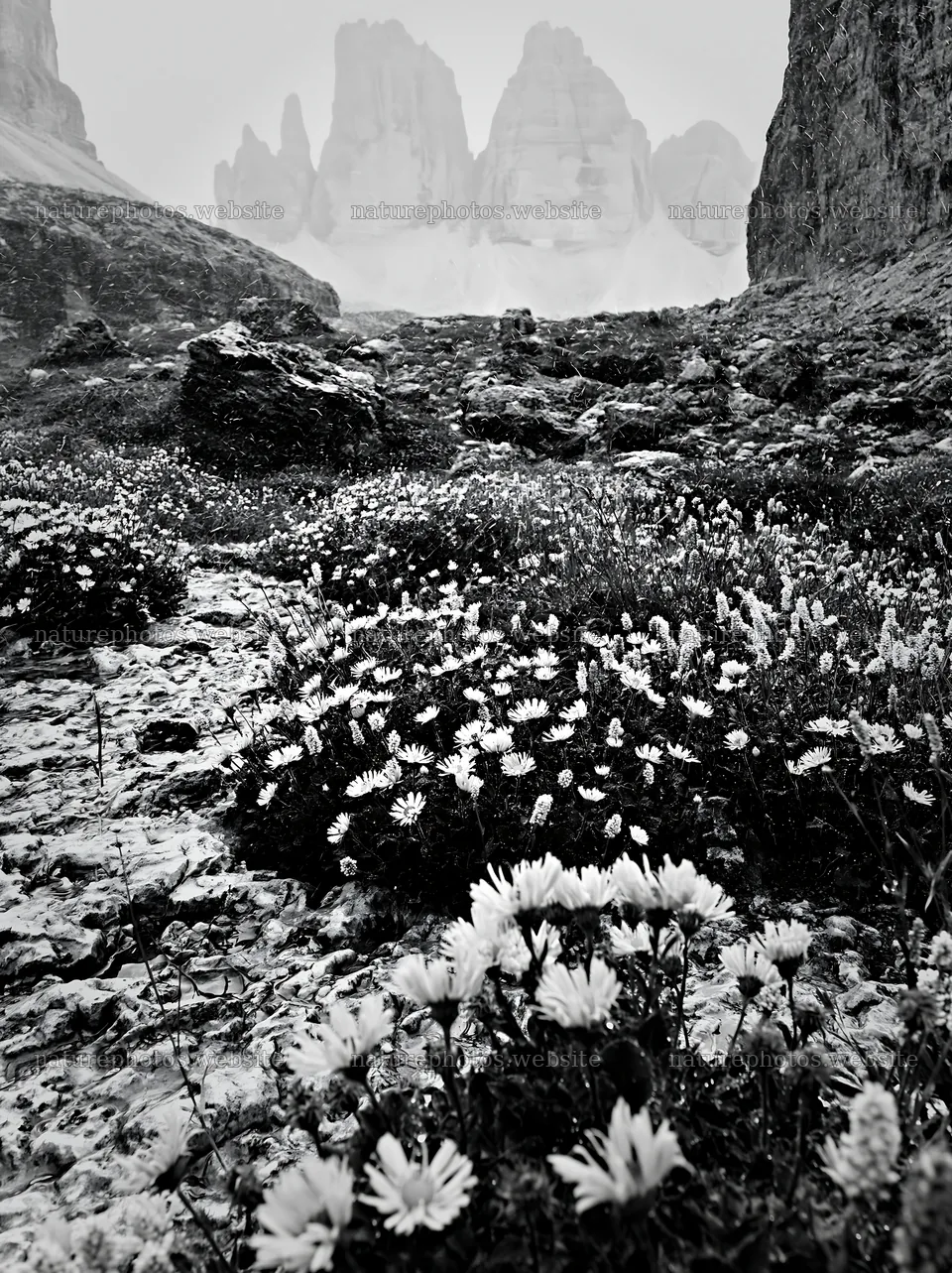 Climate-resilient meadow with blooming flowers and rocky cliffs – nature photos 6866x9174
