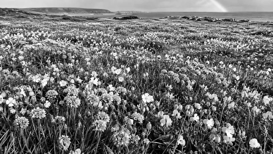 Monochrome wildflower meadow beside a rocky coast – nature photos 10324x5812