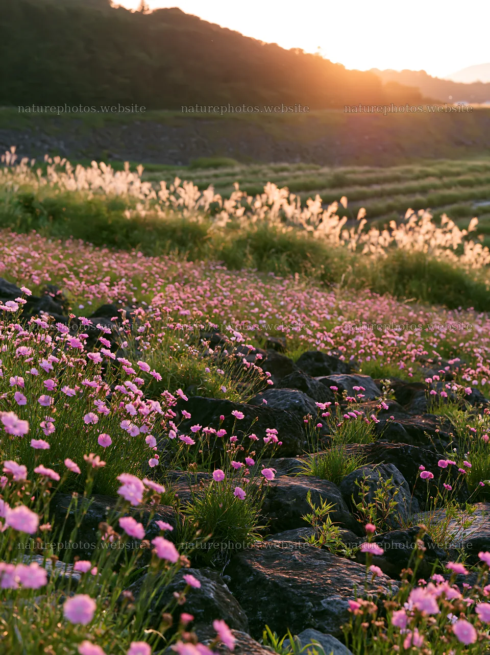 Kanagawa heat resilient meadow volcanic stones at sunset – nature photos 6866x9174
