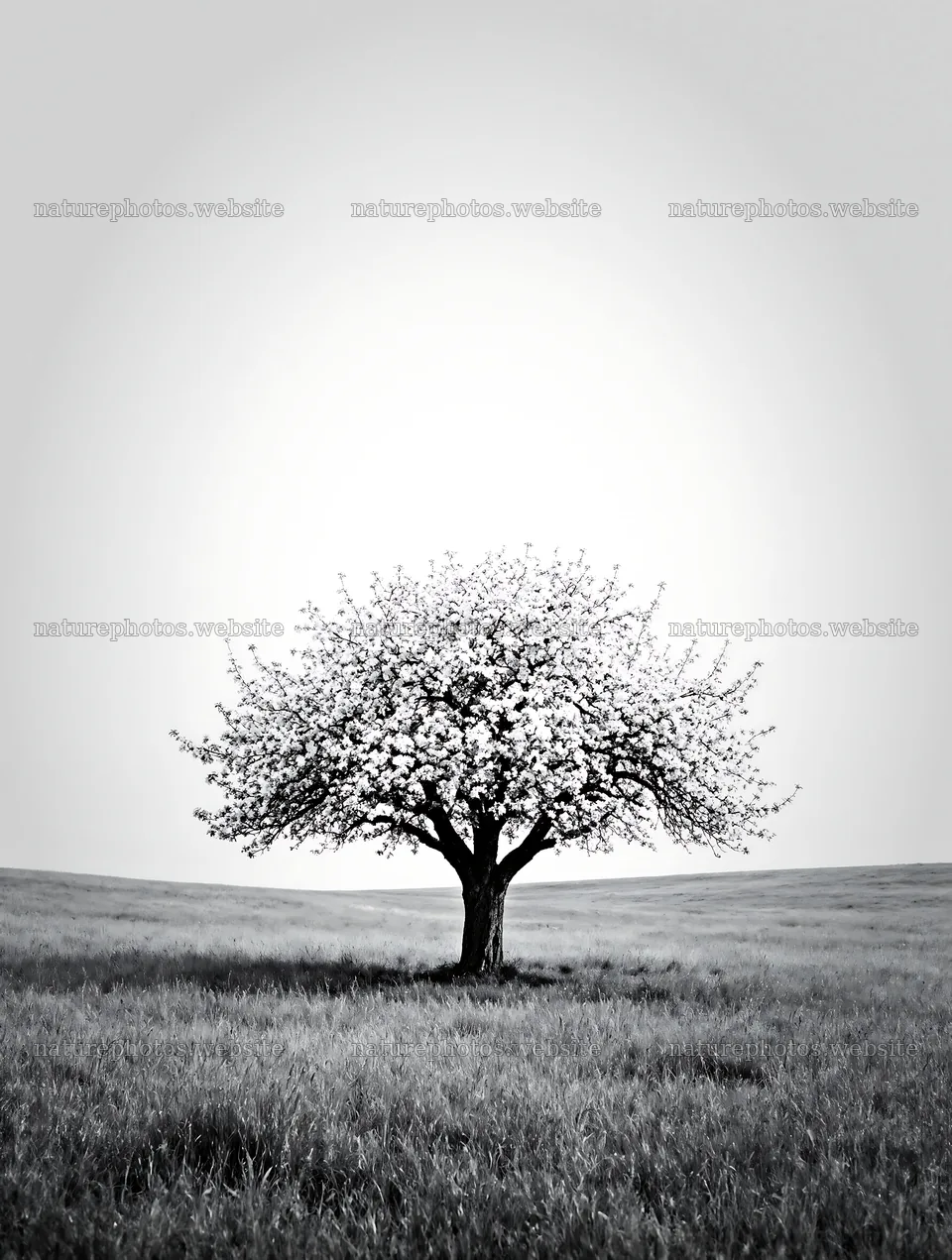 Apple blossom meadow with a single tree in a grassy field – nature photos 6898x9134
