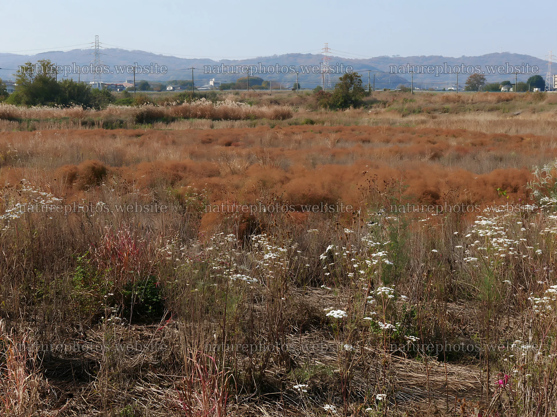 Tokyo urban biodiversity meadow with seedheads in a wide field – nature photos 9174x6866