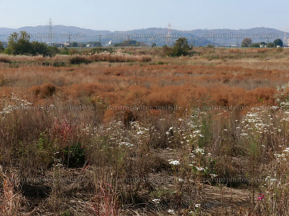 Tokyo urban biodiversity meadow with seedheads in a wide field – nature photos 9174x6866