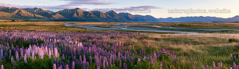Lupin meadow with mountains and river at sunset – nature photos 14762x4268