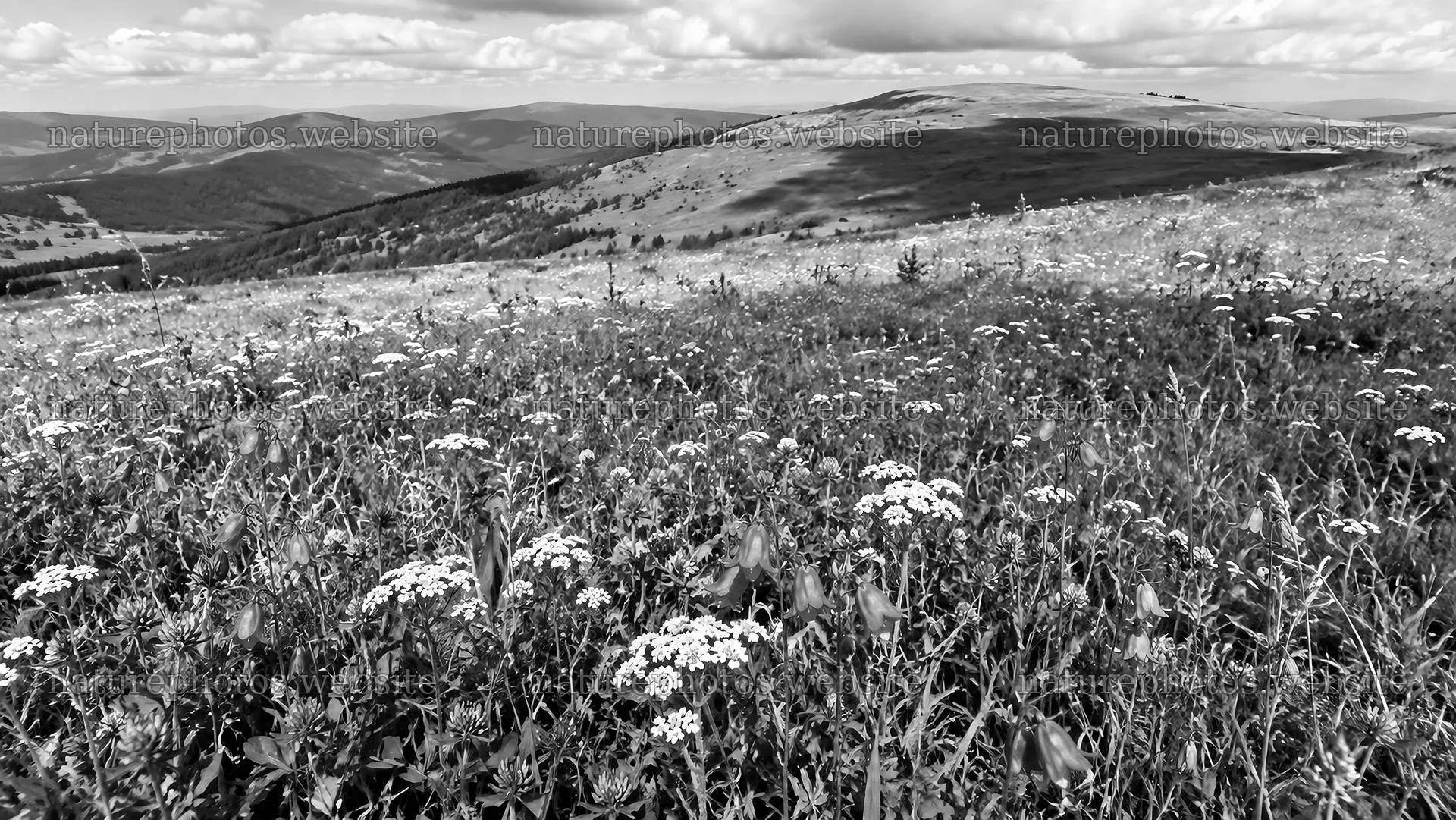 Monochrome Wildflower Meadow and Mountain View – nature photos 10324x5812