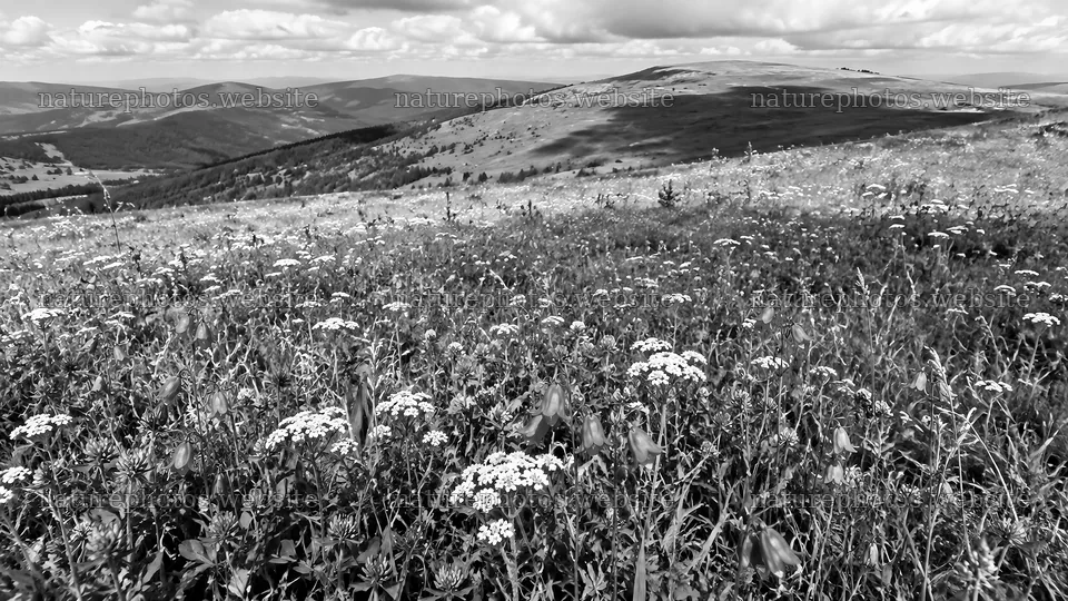 Monochrome Wildflower Meadow and Mountain View – nature photos 10324x5812