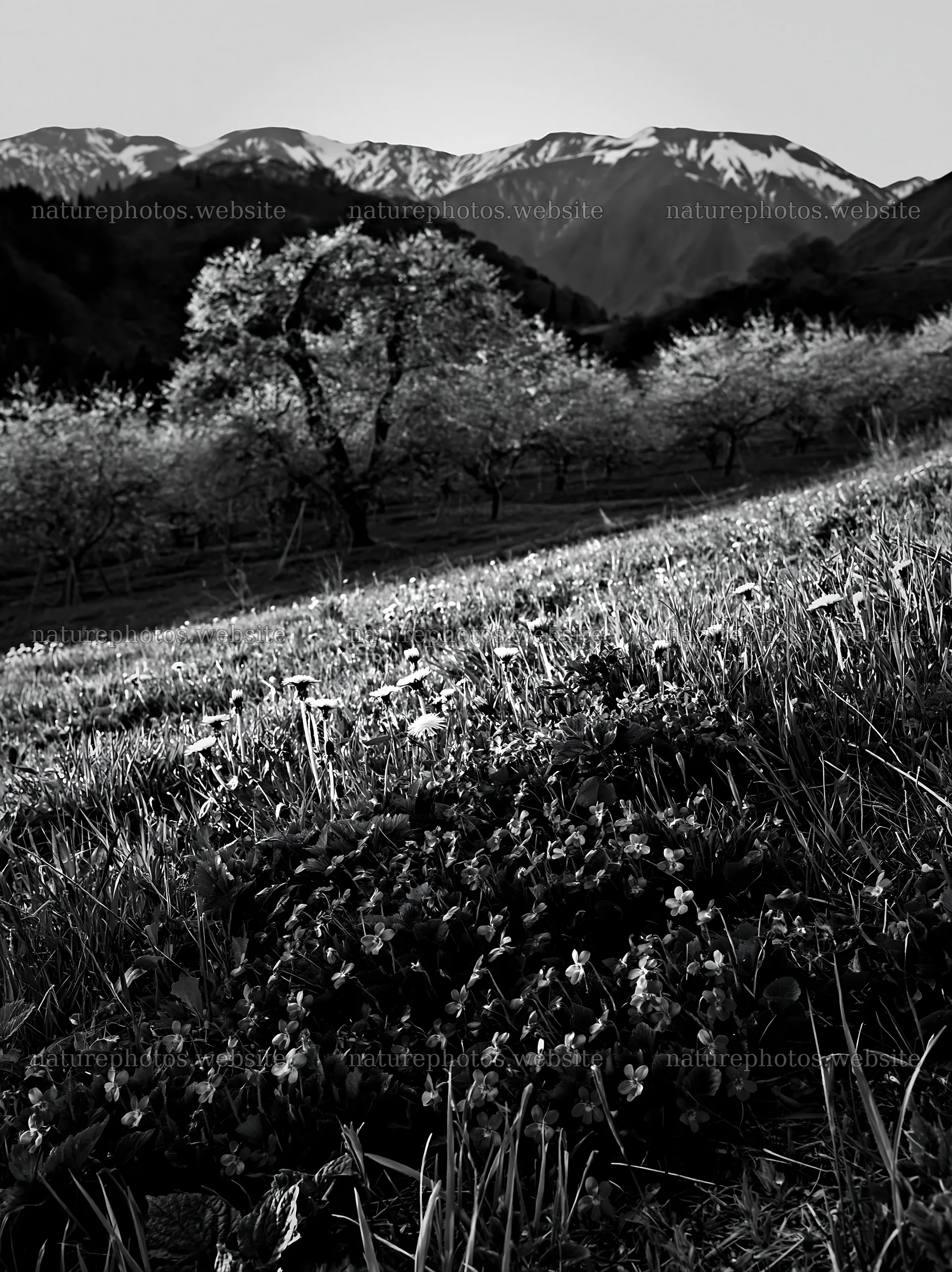 Spring orchard meadow with flowers and mountains in background – nature photos 6866x9174