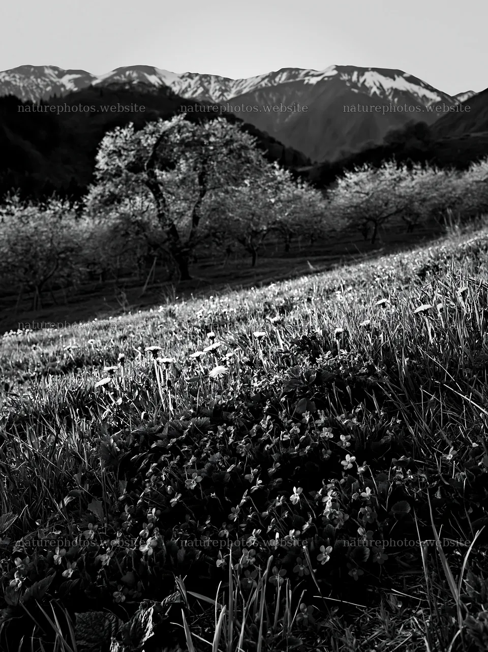 Spring orchard meadow with flowers and mountains in background – nature photos 6866x9174