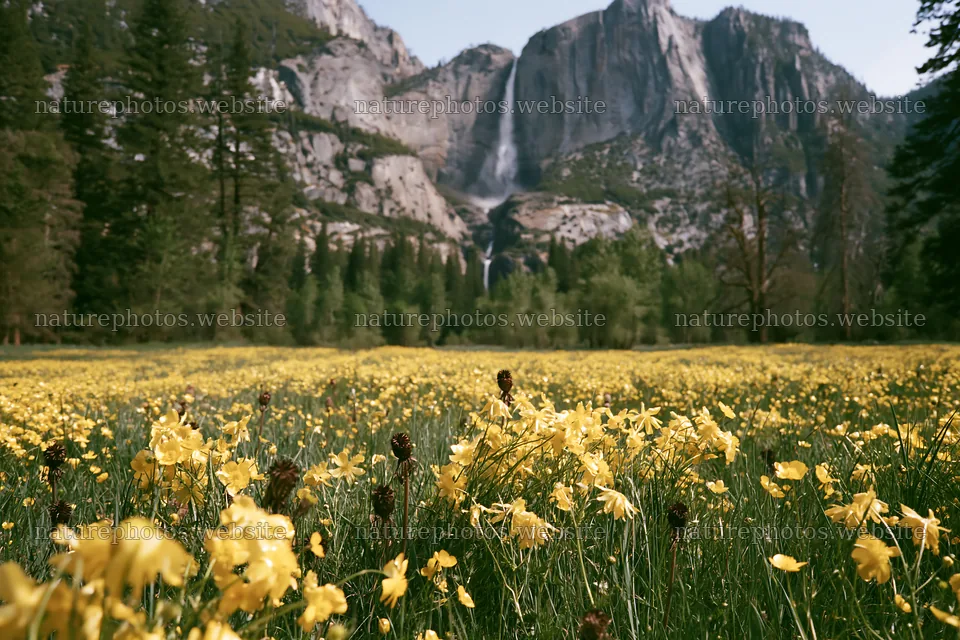 Cascade valley flower meadow with mountains and waterfall – nature photos 9722x6480