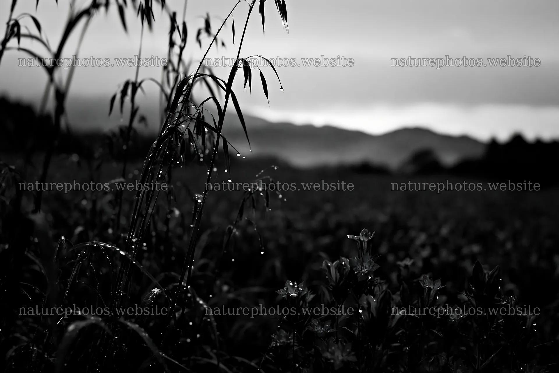 Iwate rain refreshed meadow seedhead foreground – nature photos 9722x6480