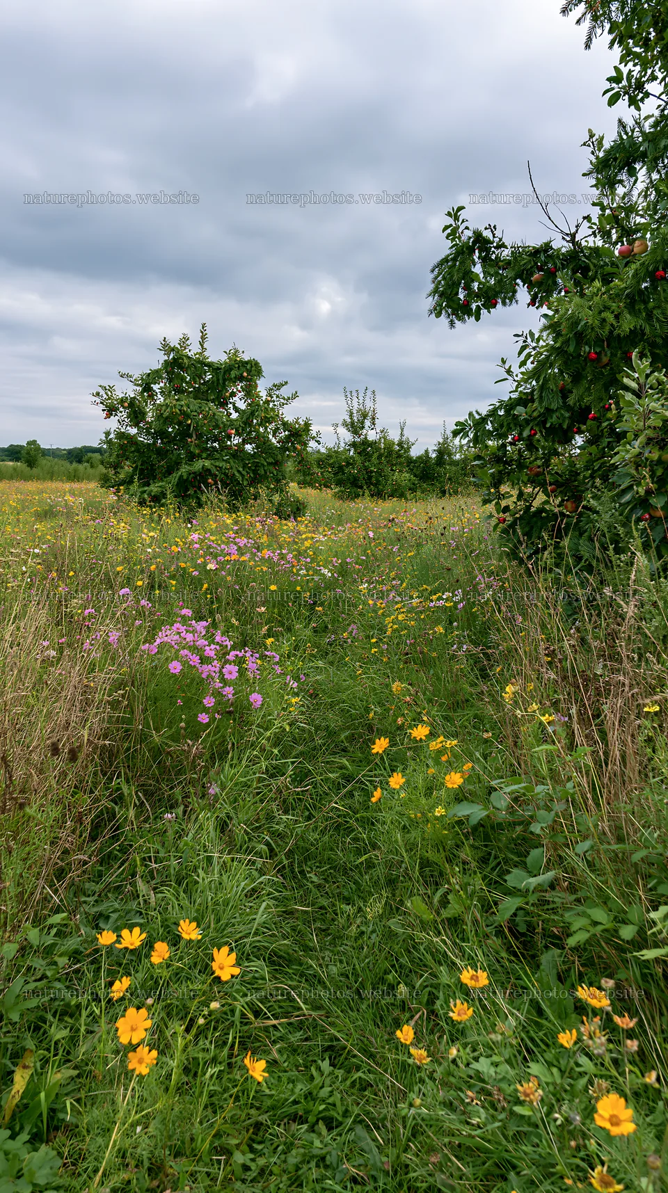 Meadow with apple trees and wildflowers in conservation area – nature photos 5938x10608