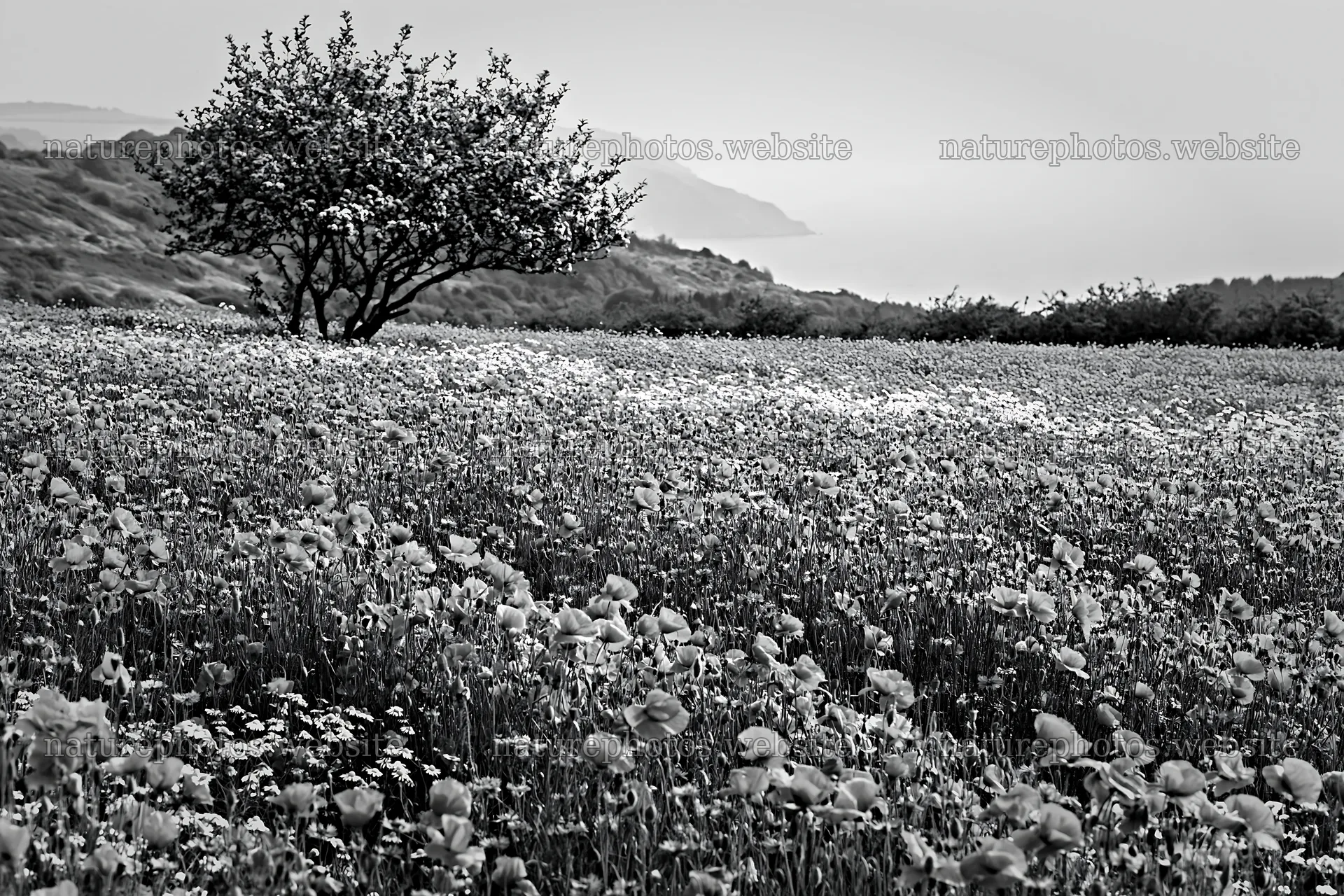 First leaves in Easter meadow with tree and hills – nature photos 9722x6480
