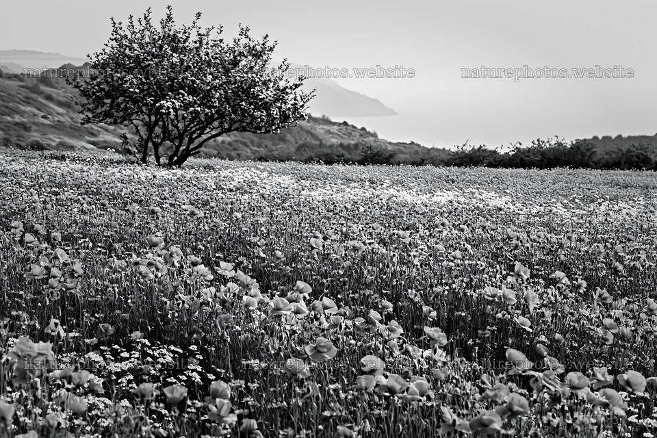 First leaves in Easter meadow with tree and hills – nature photos 9722x6480