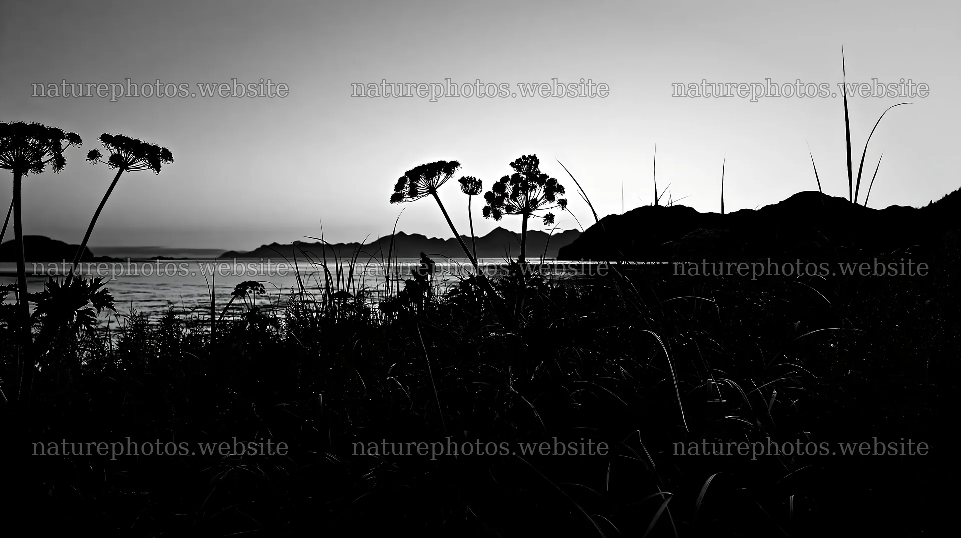 Coastal meadow silhouette against mountain backdrop in evening light – nature photos 10608x5938
