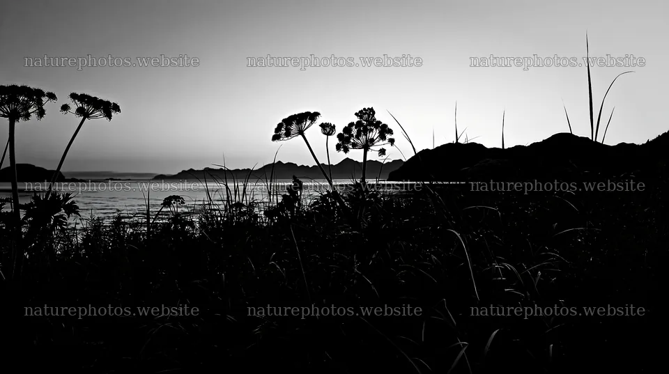 Coastal meadow silhouette against mountain backdrop in evening light – nature photos 10608x5938