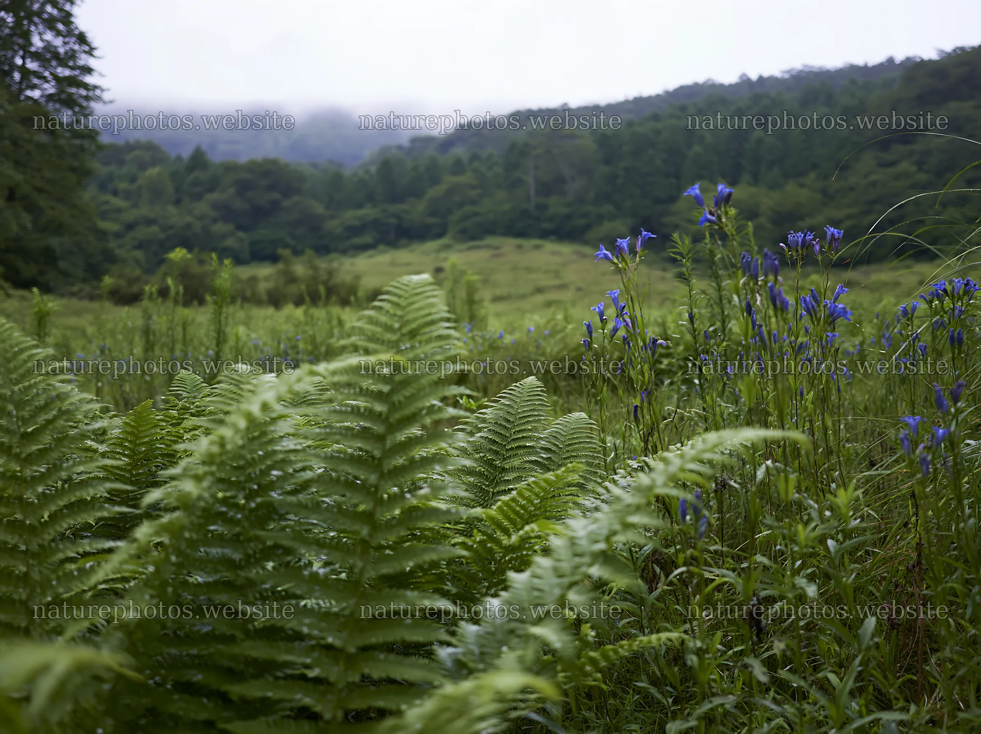 Nara summer meadow with fern and wildflowers in foreground – nature photos 9174x6866