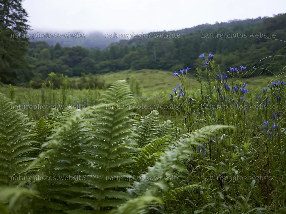 Nara summer meadow with fern and wildflowers in foreground – nature photos 9174x6866