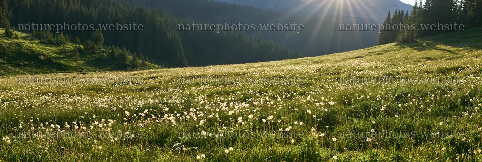 Sunshine Meadows Banff light rays illuminate the meadow – nature photos 13690x4602