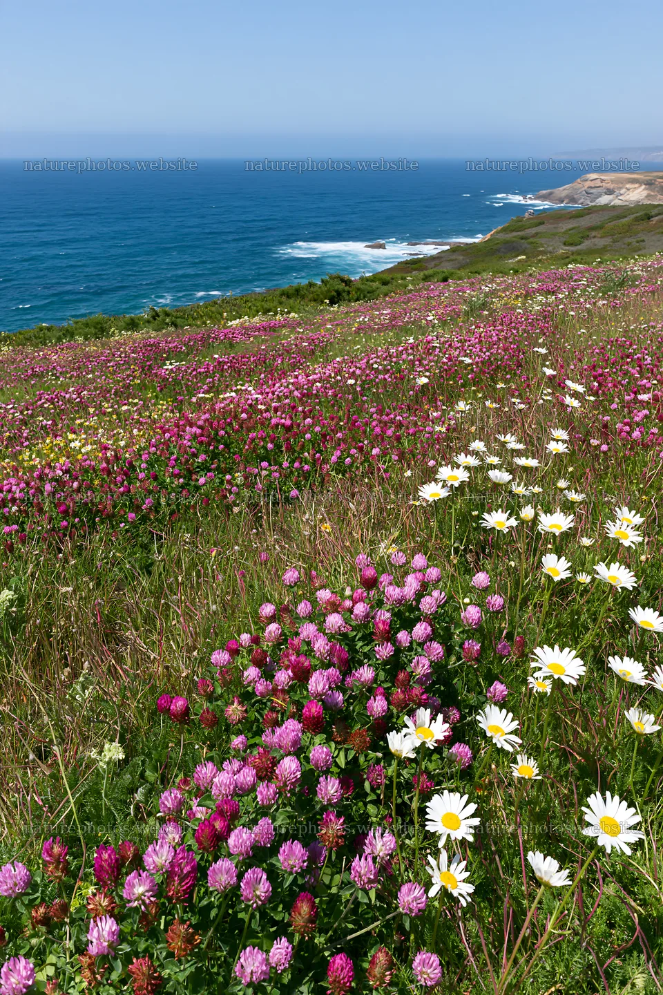 Meadow flowers along the Atlantic coast in Portugal – nature photos 6480x9722