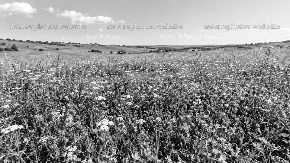Monochrome Wildflower Meadow Across Rolling Hills – nature photos 10324x5812
