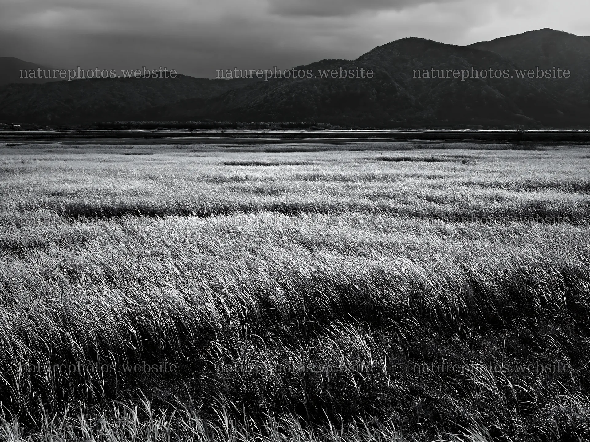 Shiga wetland meadow climate adaptation reeds in golden grasslands – nature photos 9174x6866