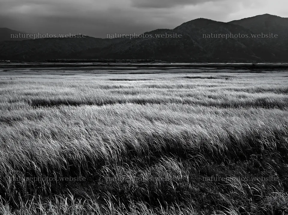 Shiga wetland meadow climate adaptation reeds in golden grasslands – nature photos 9174x6866