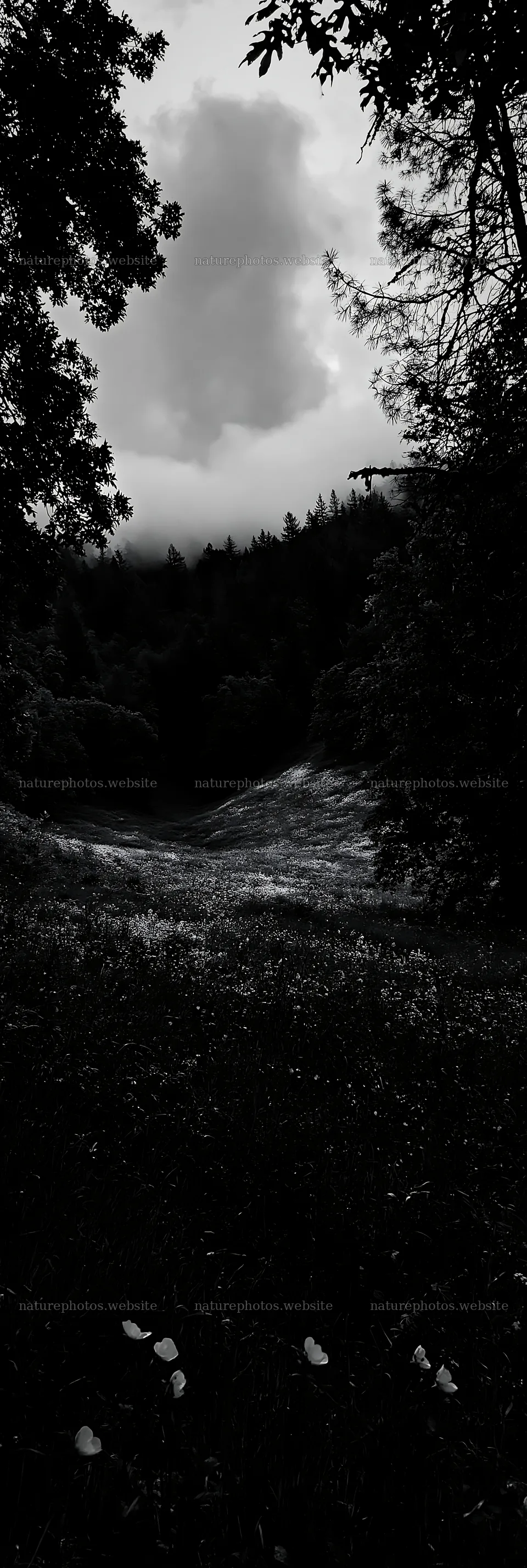 Cloudy foothill meadow with trees and distant hills – nature photos 4602x13690