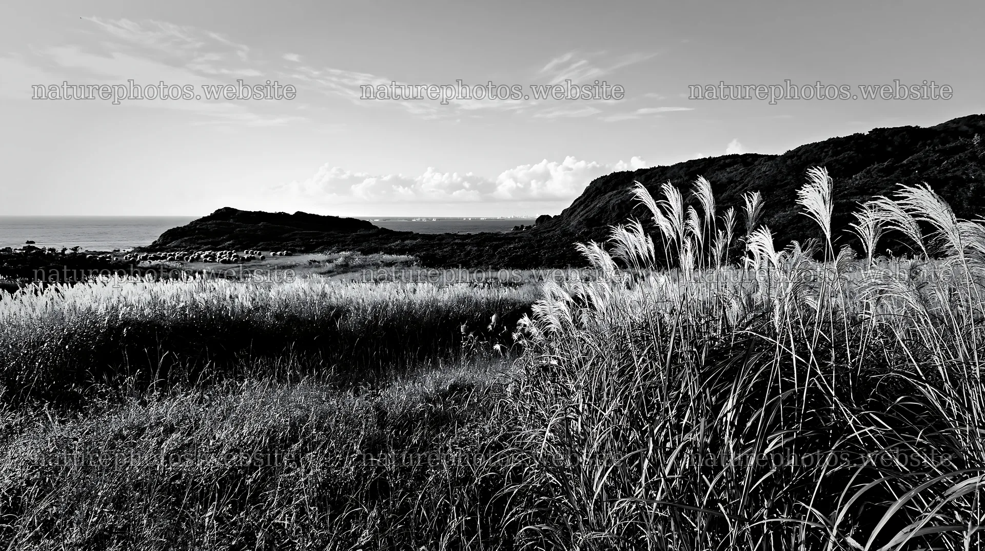 Iwate rain refreshed meadow seedhead foreground – nature photos 10608x5938